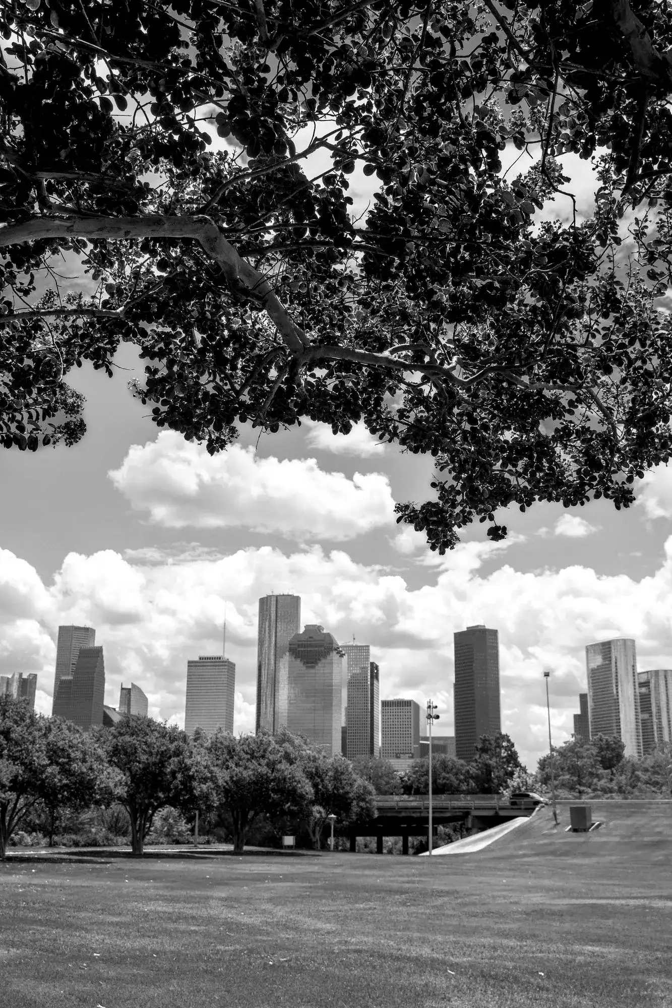 The downtown Houston skyline seen through the branches of a flowering tree in a park.